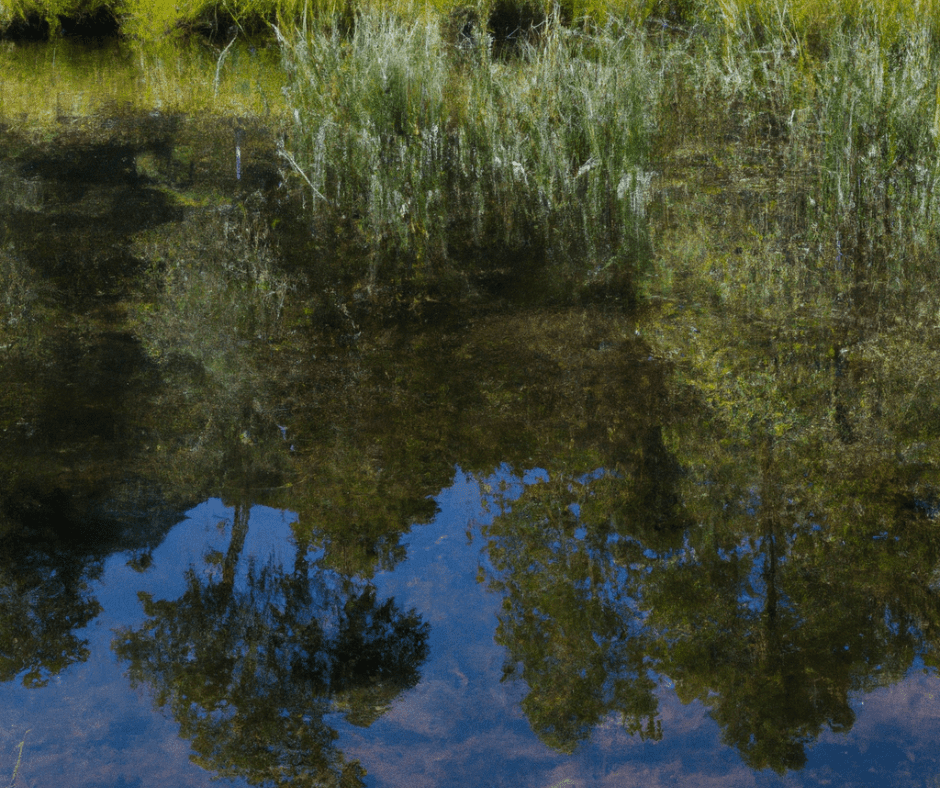 nature reflections in the water