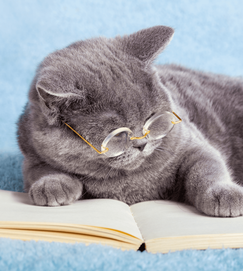 cat reading