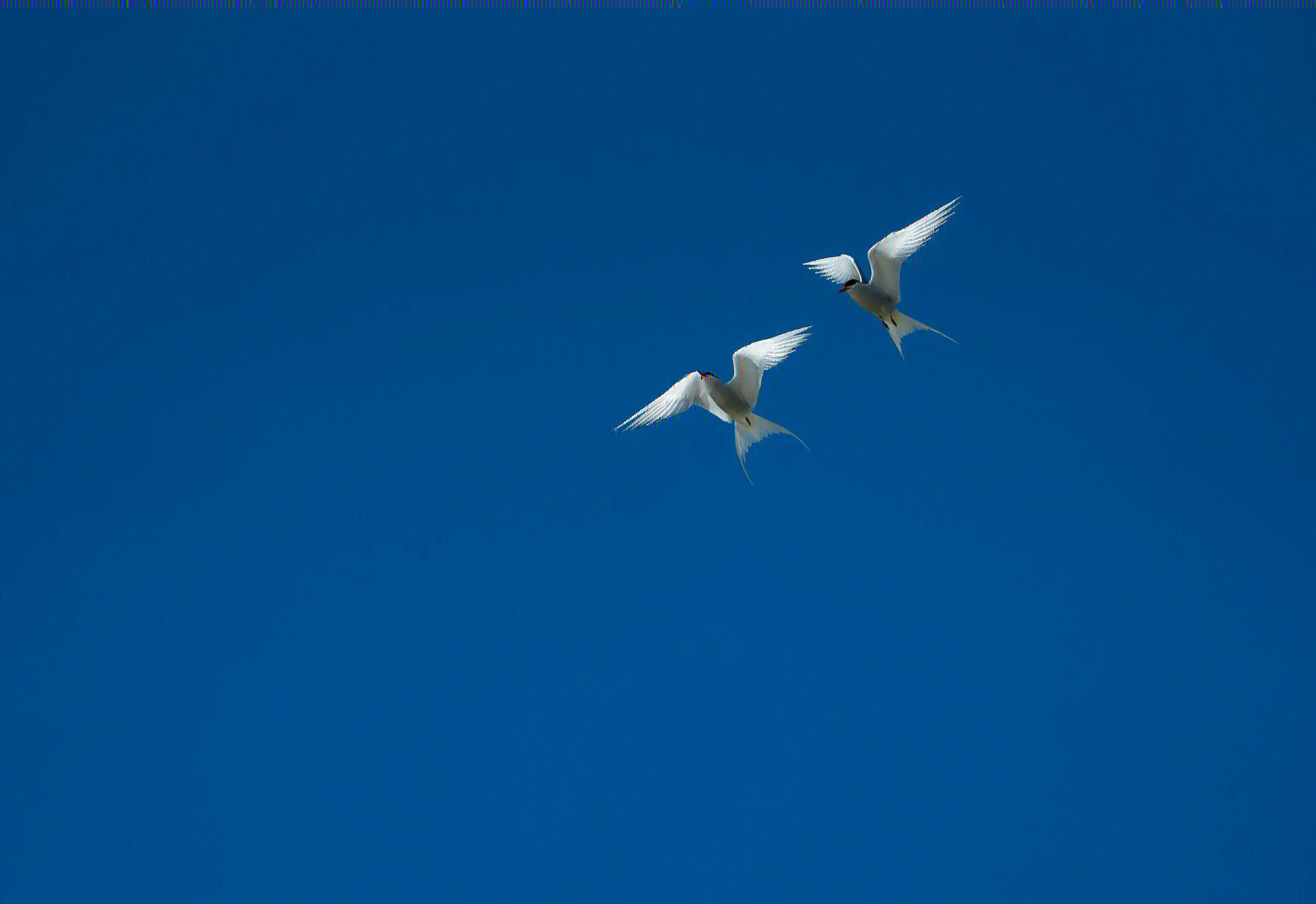 Between Wings and Branches