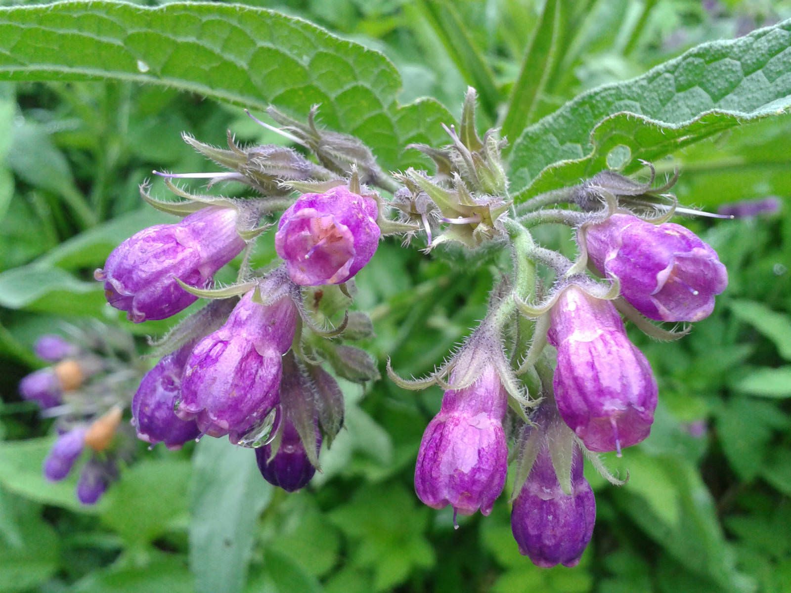 Comfrey: The Miracle Plant That Heals Soil, Skin, and Souls