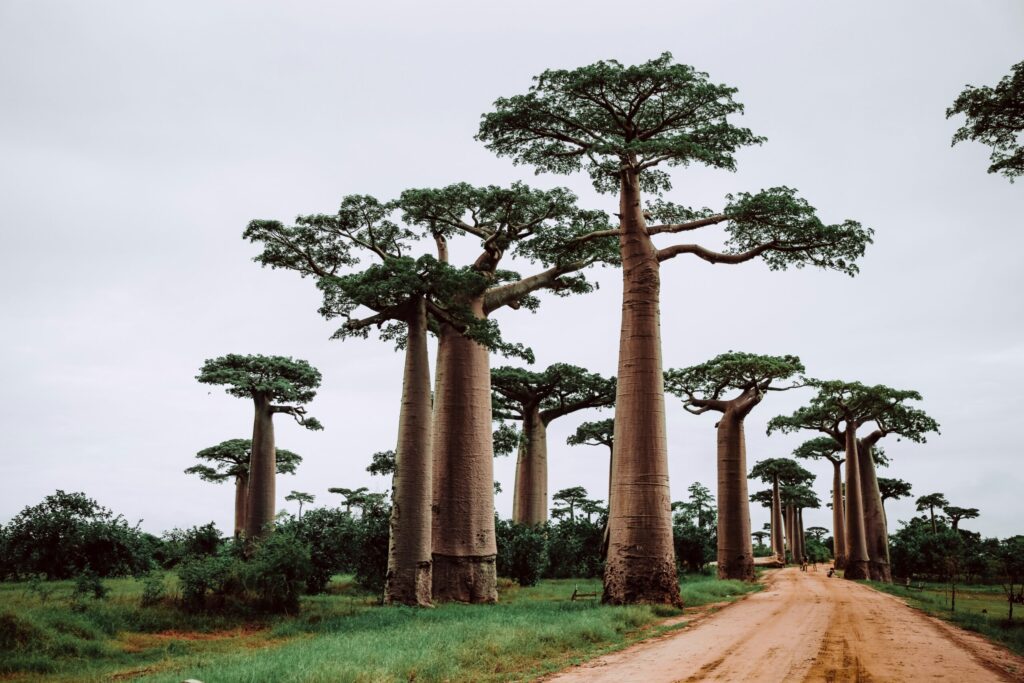 Baobab tree